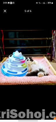 Exotic Male kitten